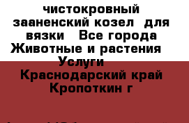 чистокровный зааненский козел  для вязки - Все города Животные и растения » Услуги   . Краснодарский край,Кропоткин г.